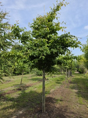 Afbeelding Perzisch ijzerhout hoogstam - Parrotia persica
