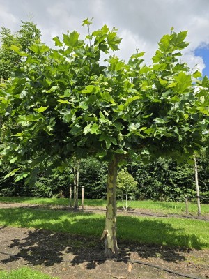 Afbeelding Dakplataan - Platanus hispanica
