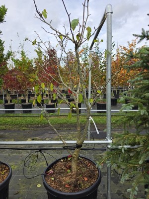 Afbeelding Taschentuchbaum oder Taubenbaum - Davidia involucrata