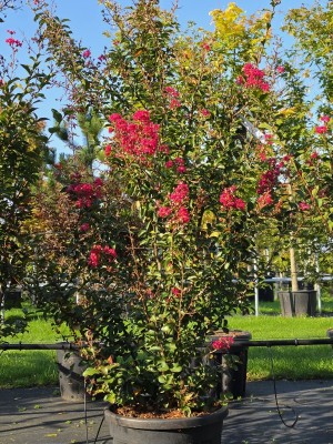 Afbeelding Indische sering met rode bloei - Lagerstroemia indica 'Tuscarora'