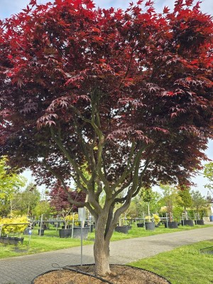 Afbeelding Japanse esdoorn - Acer palmatum 'Bloodgood'