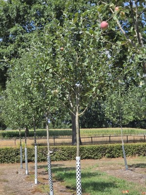 Afbeelding Alte Apfelsorte 'Sijden Hempje' - Malus domestica 'Sijden Hempje'