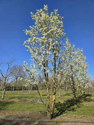 Afbeelding Sierpeer - Pyus calleryana 'Chanticleer'