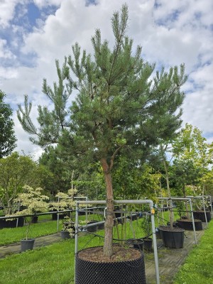 Afbeelding Waldkiefer , Fliegenkiefer - Pinus sylvestris