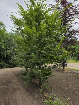 Afbeelding Speelboom,  klimboom, vogelboom, - Carpinus betulus