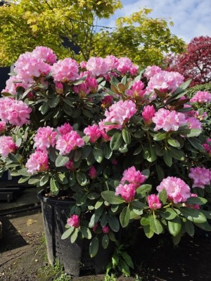 Afbeelding Japanse Rododendron met pittige roze paarse bloei - Rhododendron Yakushimanum 'Silberwolke'