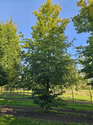 Afbeelding Groene beuk - Fagus sylvatica