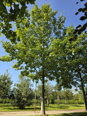 Afbeelding Amerikanische Eiche - Quercus rubra