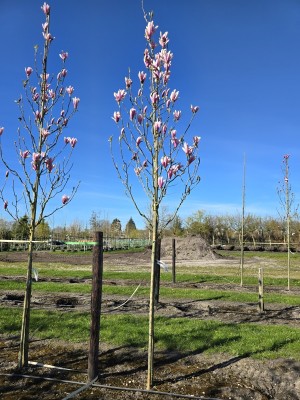 Afbeelding Magnolia Heaven Scent - Magnolia 'Heaven Scent'