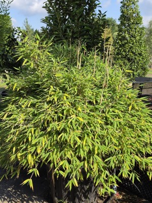 Afbeelding Bolvormige bamboe - Fargesia murieliae 'Moontears'
