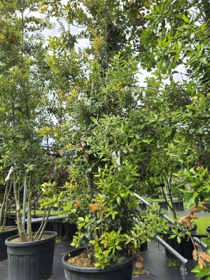 Afbeelding Steeneik - Quercus ilex