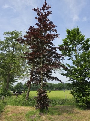 Afbeelding Rode beuk - Fagus sylvatica 'Atropunicea'