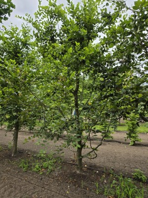 Afbeelding Speelboom,  klimboom, vogelboom, - Carpinus betulus