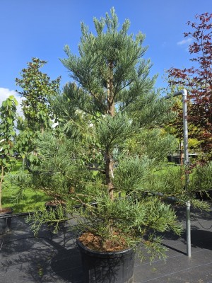 Afbeelding Mammutbaum - Sequoiadendron Giganteum Healthy Mammoth One
