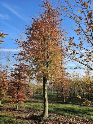 Afbeelding Rode beuk - Fagus sylvatica 'Atropunicea'