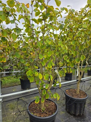 Afbeelding Zaubernuss mit Duft und Farbe - Hamamelis mollis 'Westerstede'