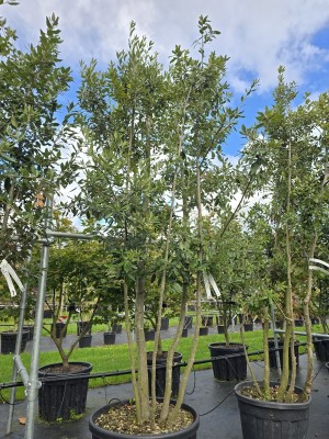Afbeelding Steeneik - Quercus ilex