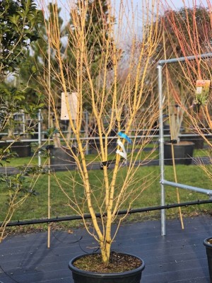 Afbeelding Japanse esdoorn met gele takken - Acer palmatum 'Bi-hoo'