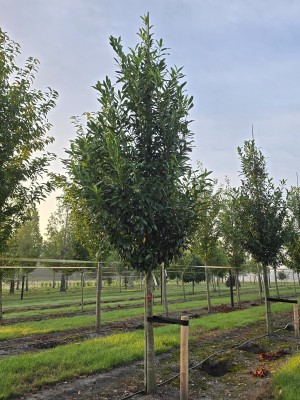 Afbeelding Kirschlorbeer 'Caucasica' - Prunus laur. Caucasica
