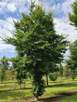 Afbeelding Gewone beuk - Fagus sylvatica