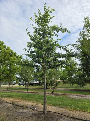 Afbeelding Sierkers - Prunus x 'Yedoensis'