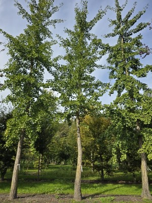 Afbeelding Japanischer Nussbaum Tempelbaum - Ginkgo biloba