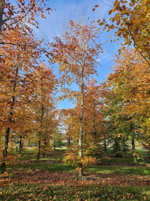 Afbeelding Rode beuk - Fagus sylvatica 'Atropunicea'