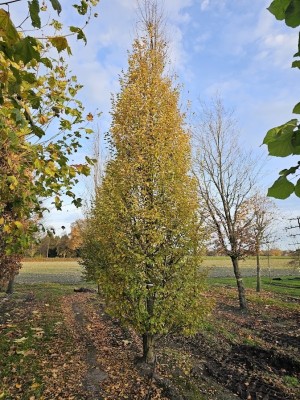 Afbeelding Haagbeuk - Carpinus betulus 'Frans Fontaine'