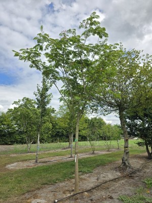 Afbeelding Albizia julibrissin - Albizia julibrissin