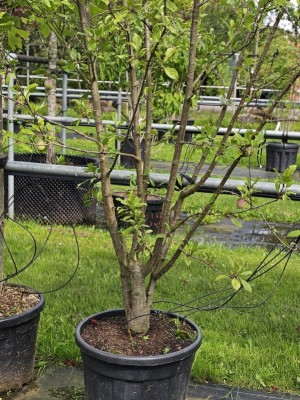 Afbeelding Prunus domestica 'Reine Claude d'Althan' - Paarse Reine Claude pruim