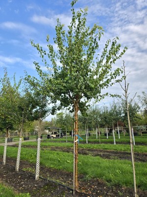 Afbeelding Chinese Sering - Syringa pekinensis 'China Snow'
