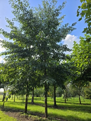 Afbeelding Großblättrige Erle - Alnus x spaethii 'Spaeth'