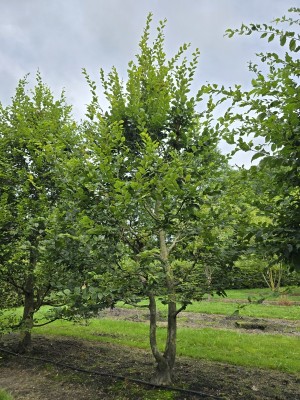Afbeelding Hainbuche - Carpinus betulus