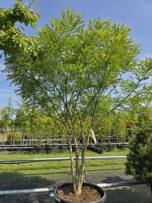 Afbeelding Honingboom - Sophora japonica