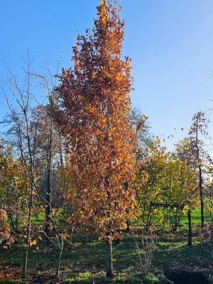 Afbeelding Zuilvorm van de inheemse zomereik - Quercus robur 'Fastigiata'