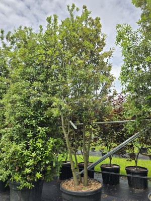 Afbeelding Steeneik - Quercus ilex