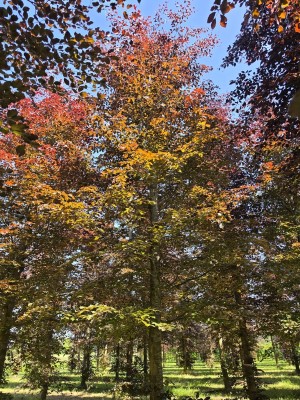 Afbeelding Rode beuk - Fagus sylvatica 'Atropunicea'