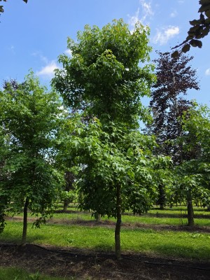 Afbeelding Amberboom - Liquidambar styraciflua