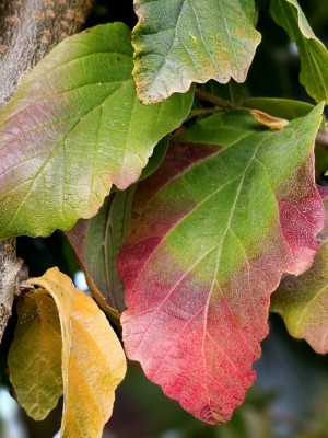 Afbeelding Persisches Eisenholz - Parrotia persica 'Vanessa'