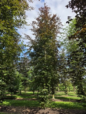 Afbeelding Rode of bruine beuk - Fagus sylvatica 'Atropunicea'