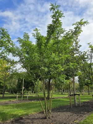 Afbeelding Valse Christusdoorn - Gleditsia triacanthos ‘Inermis'
