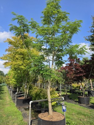 Afbeelding Perzische slaapboom - Albizia julibrissin