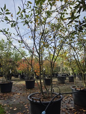 Afbeelding Krentenboom meerstam - Amelanchier lamarckii