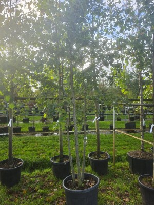 Afbeelding Winterlinde meerstam - Tilia cordata