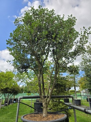 Afbeelding Schijnhulst - Osmanthus Heterophyllus