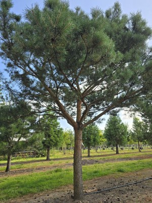 Afbeelding Waldkiefer - Pinus sylvestris