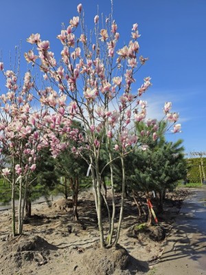 Afbeelding Magnolia - Magnolia 'Soulangeana'