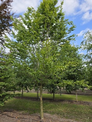 Afbeelding Schmale säulenförmige Hainbuche auf Halbstamm - Carpinus betulus 'Frans Fontaine'   (Fastigiata)