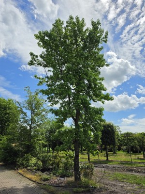Afbeelding Amberboom - Liquidambar styraciflua