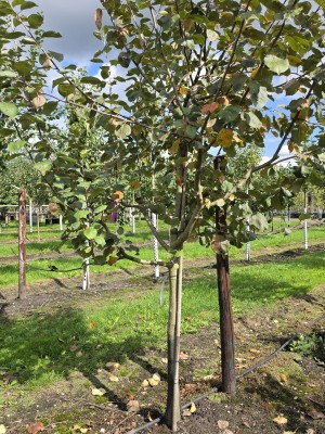 Afbeelding Apfel 'Schone van Boskoop' - Malus domestica 'Schone van Boskoop'